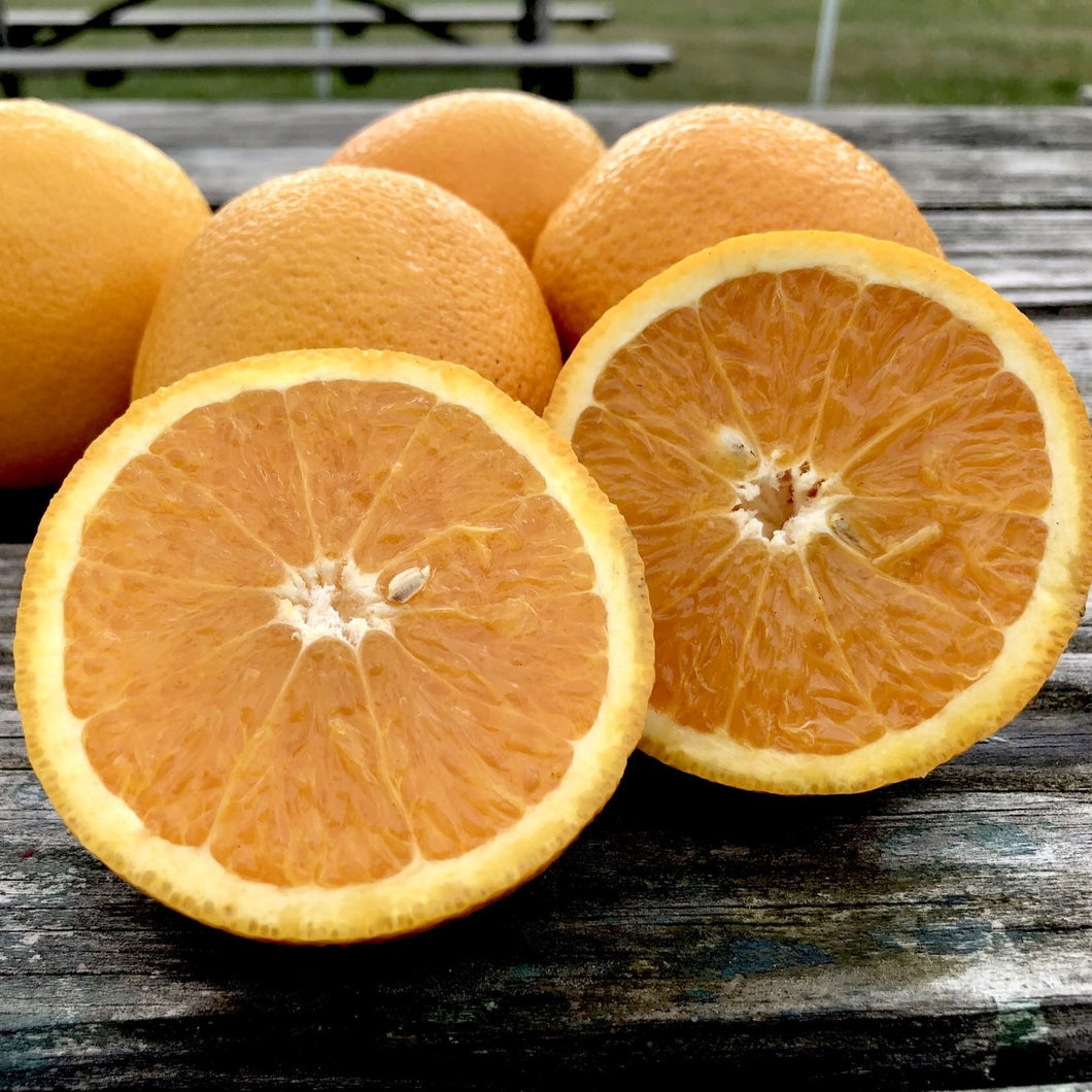 Citrus Oranges Kashu (3 per bag)  **SPECIALITY**