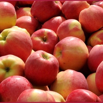Apples Ambrosia (4-5 per bag)