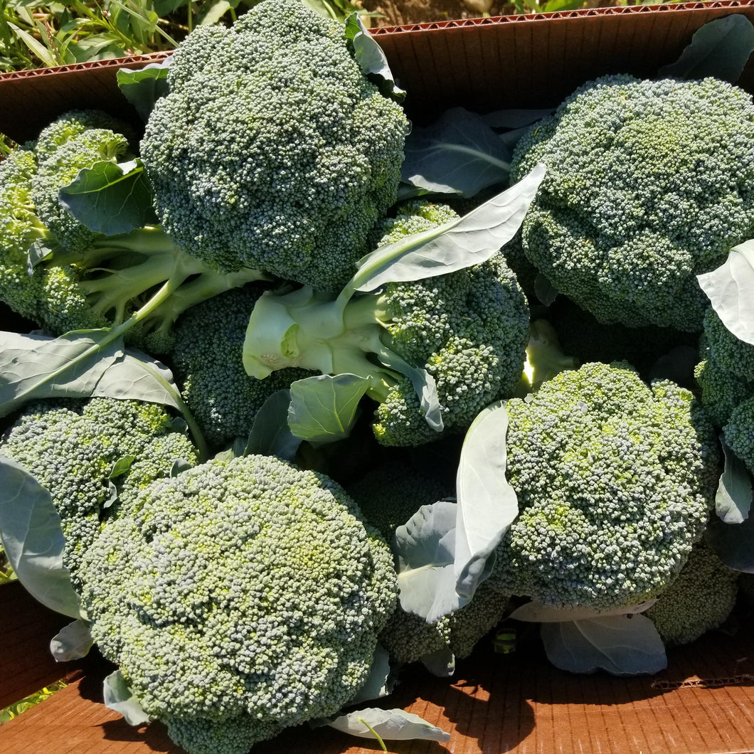 Broccoli Crowns (3 per order) ***GREAT PRICE***