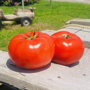 Tomatoes  Beefsteak (2 per bag)