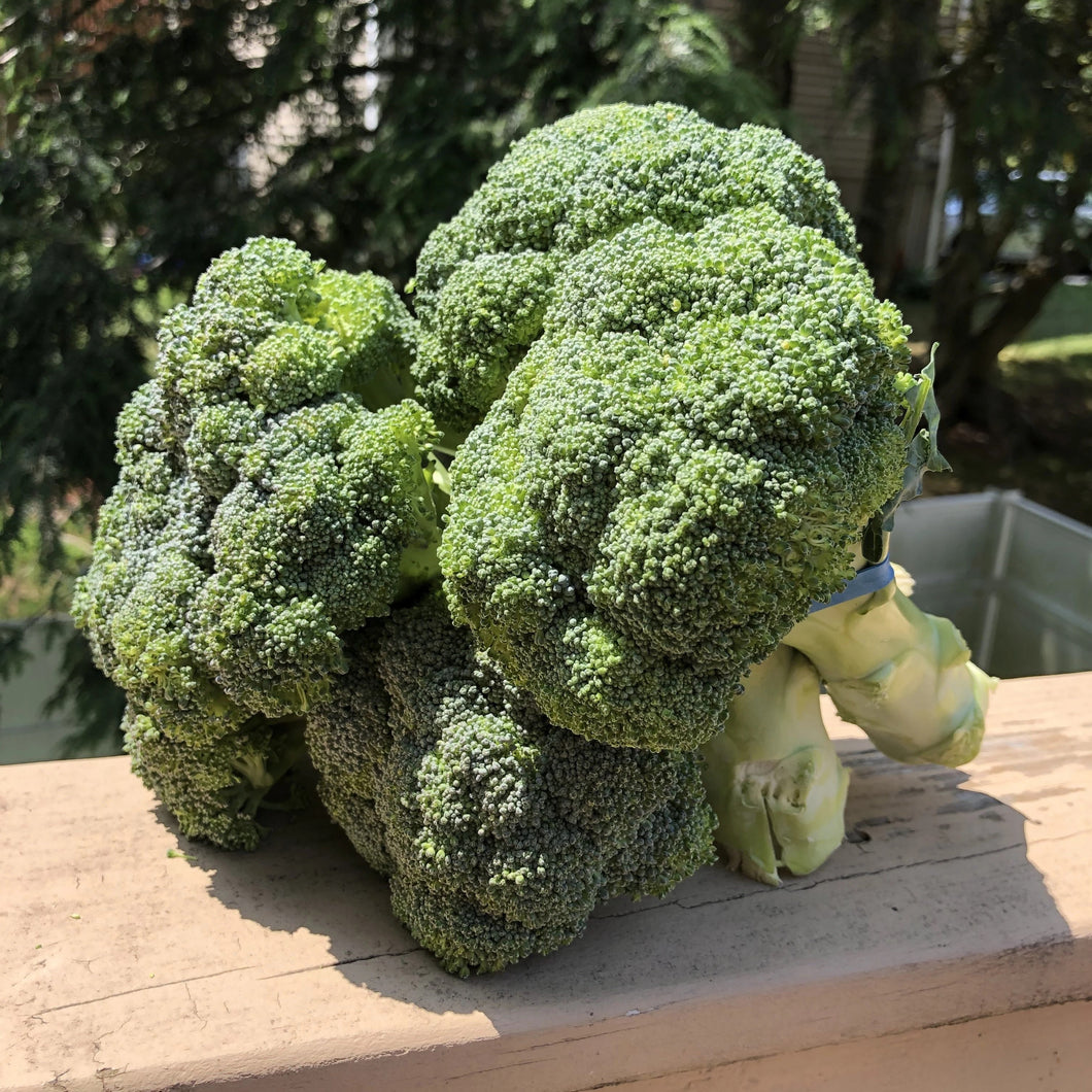 Broccoli (1 large bunch)