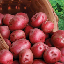 Load image into Gallery viewer, Potatoes Red (5 lb. bag)
