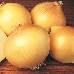 Onions Large Spanish (2 per order)