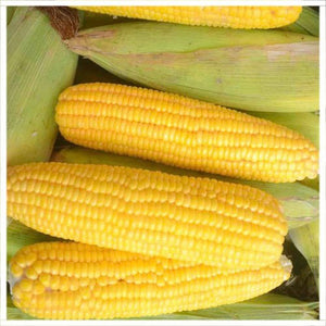 Corn Yellow Per Piece