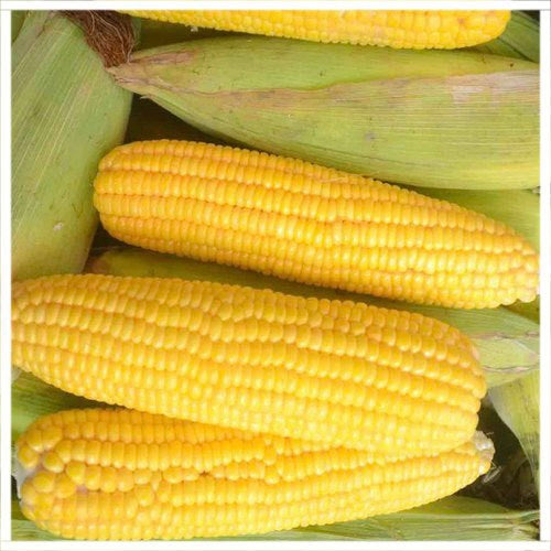 Corn Yellow Per Piece